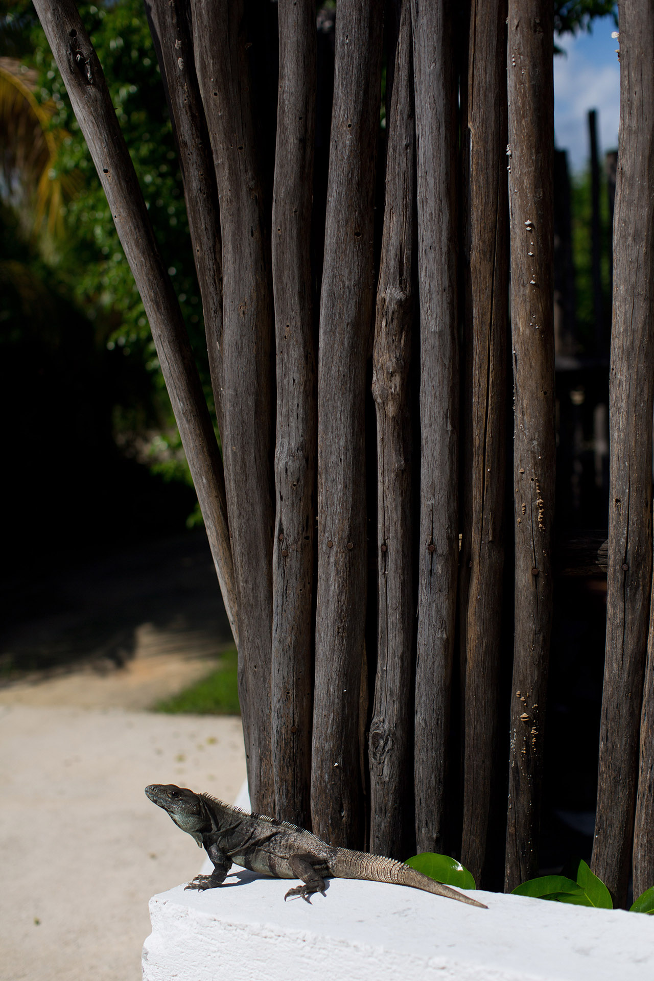 mexico destination wedding photographers