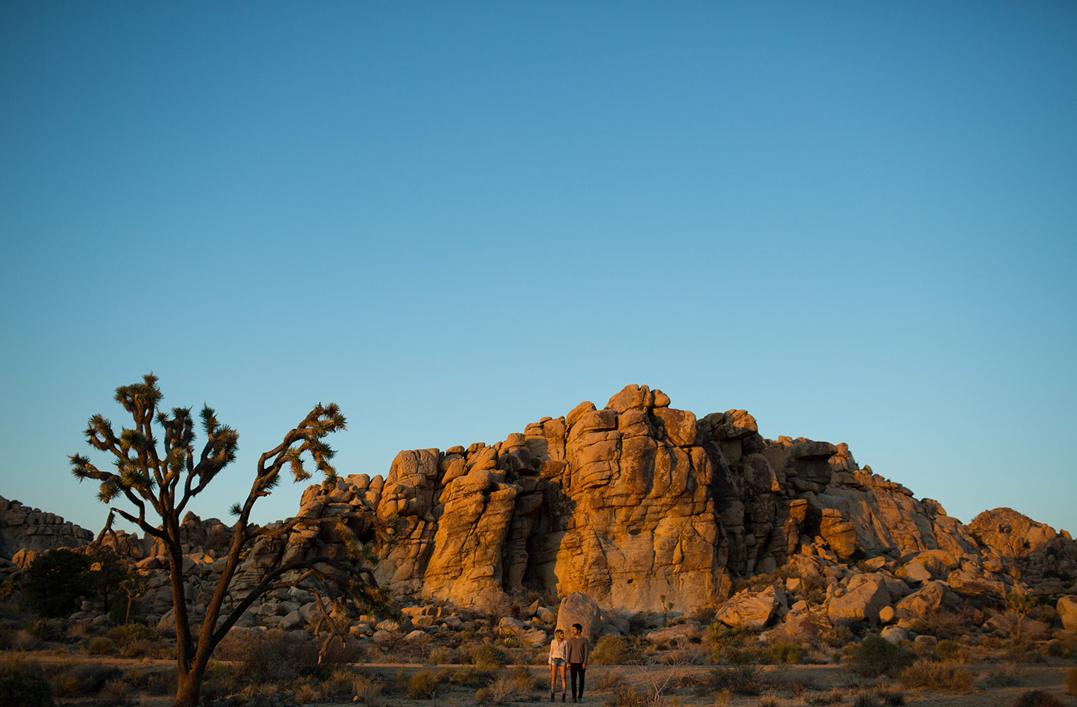 joshua tree national park california