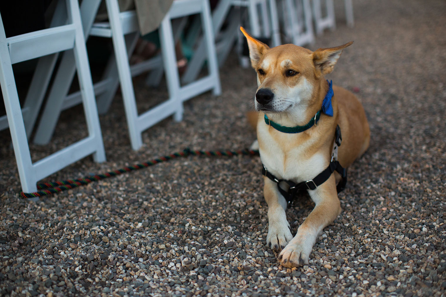 San Francisco Wedding Photographer