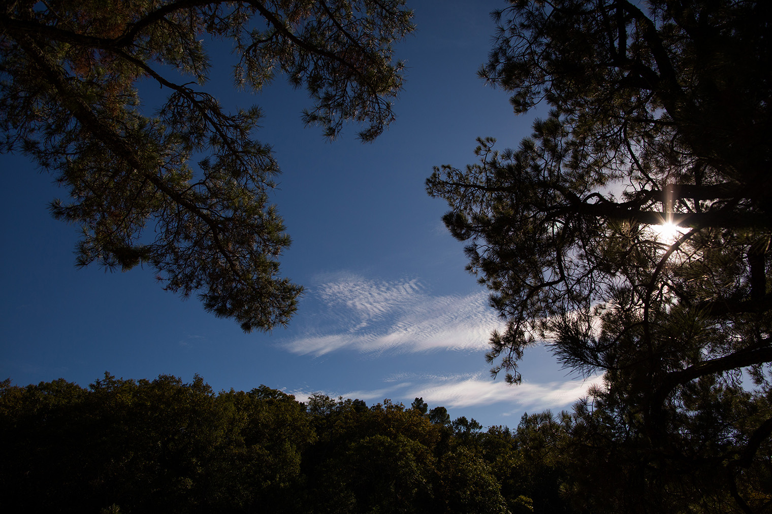 Backyard Sonoma Wedding