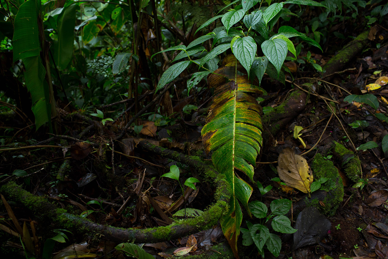 Costa Rica Wedding Photographer