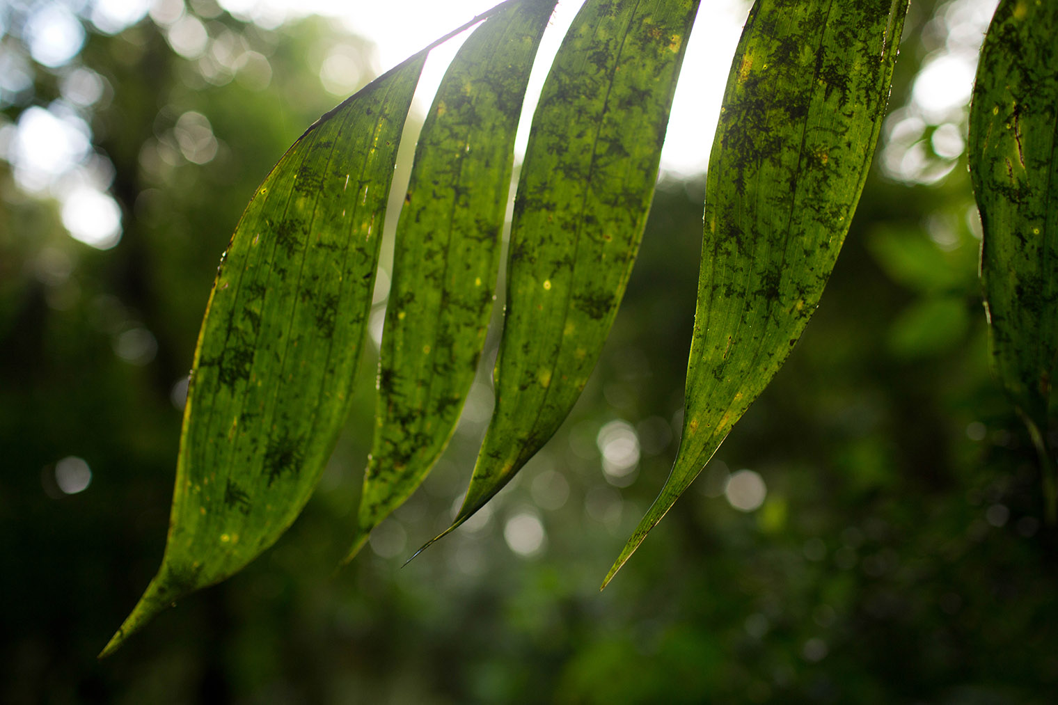 Costa Rica Wedding Photographer
