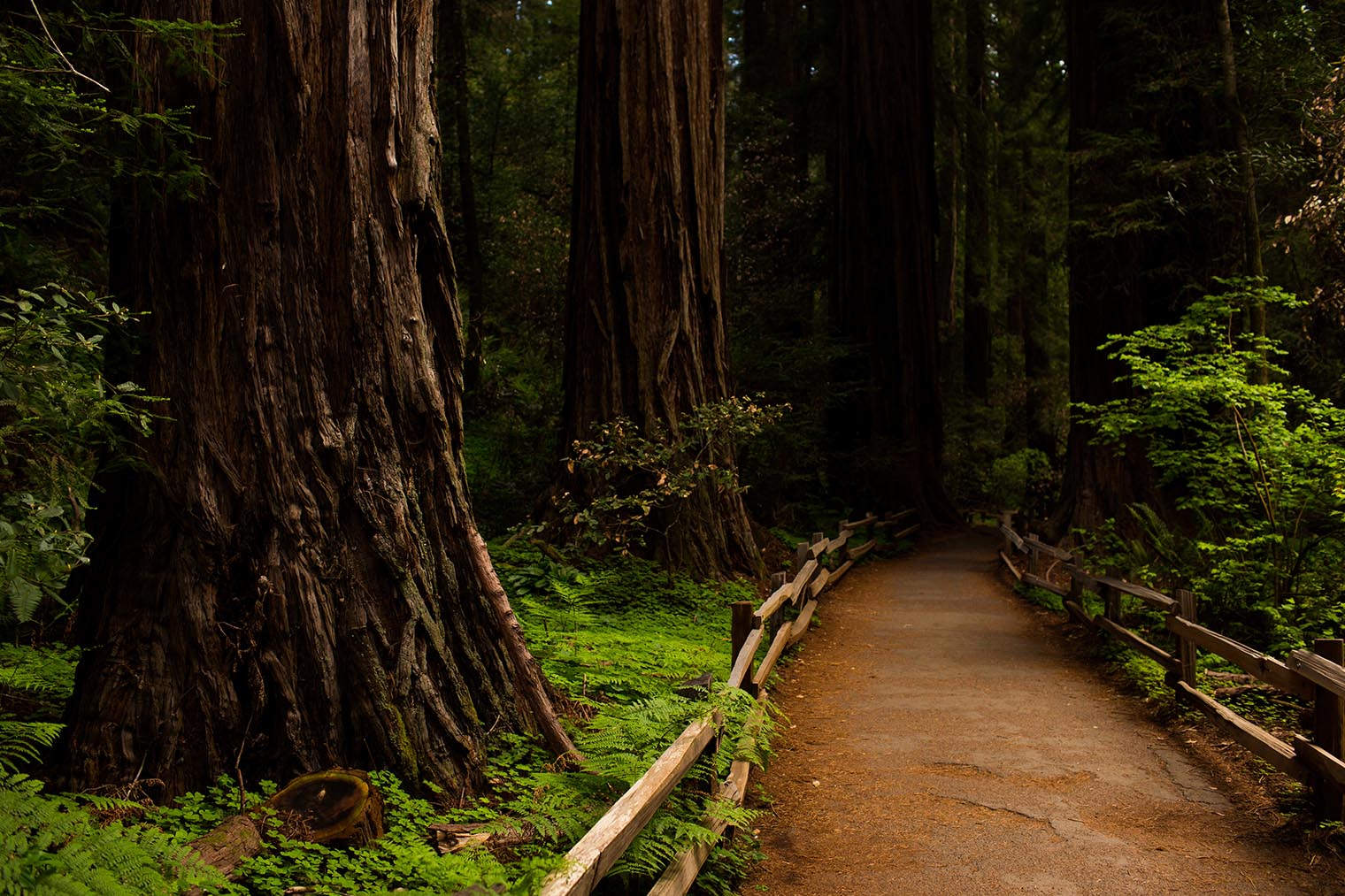 Muir Woods Proposal Photographer