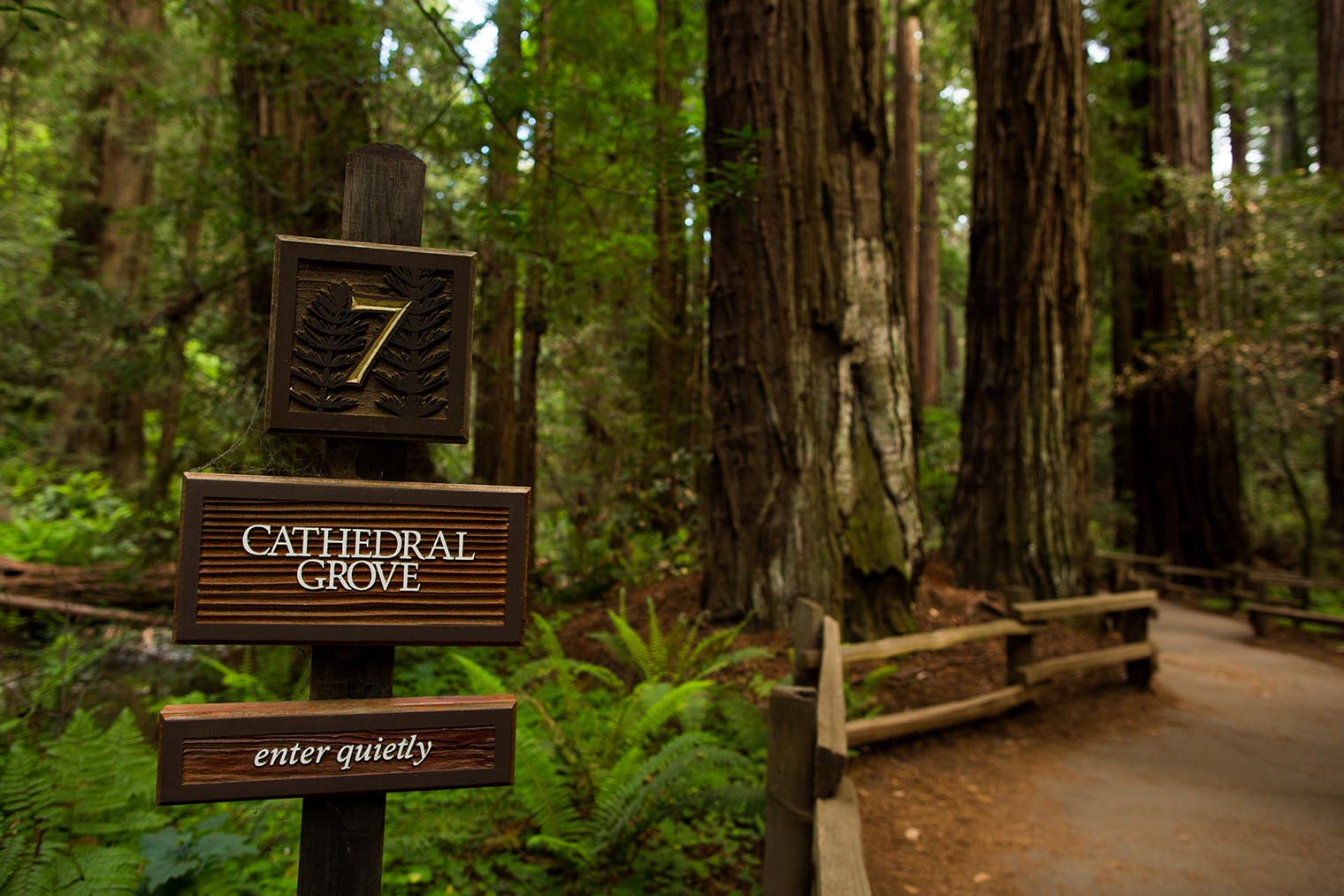Muir Woods Proposal Photographer