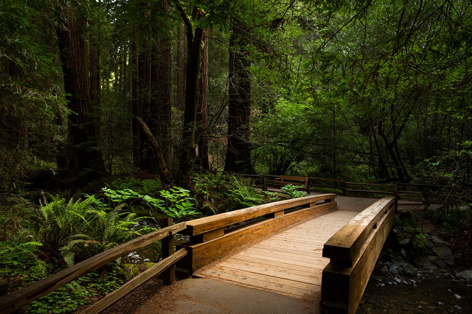 Muir Woods Proposal Photographer