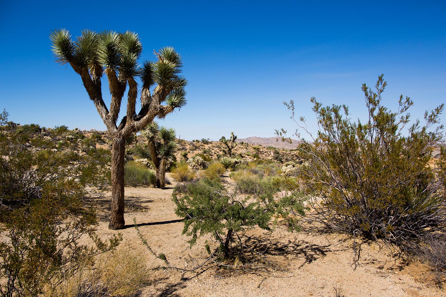 Sacred Sands Joshua Tree Wedding