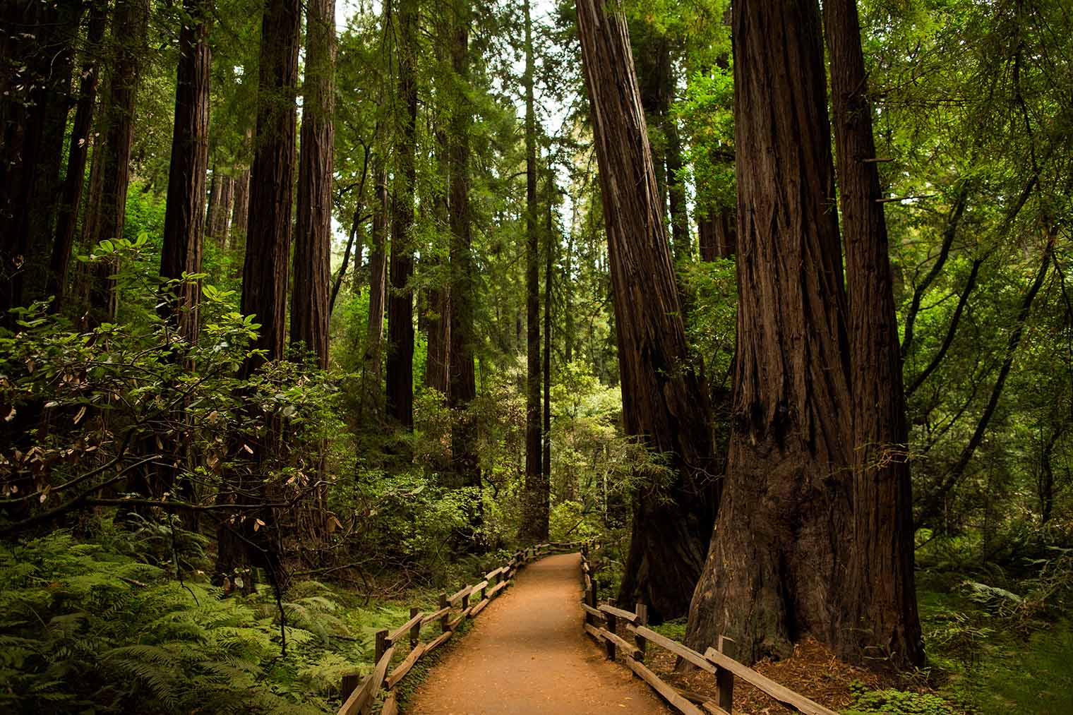 Muir Woods Proposal by San Francisco Wedding Photographer
