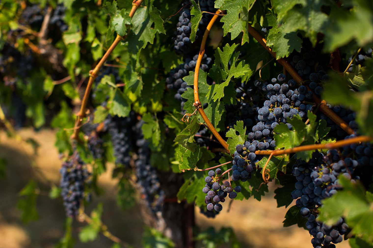 Nelson Family Vineyards Wedding