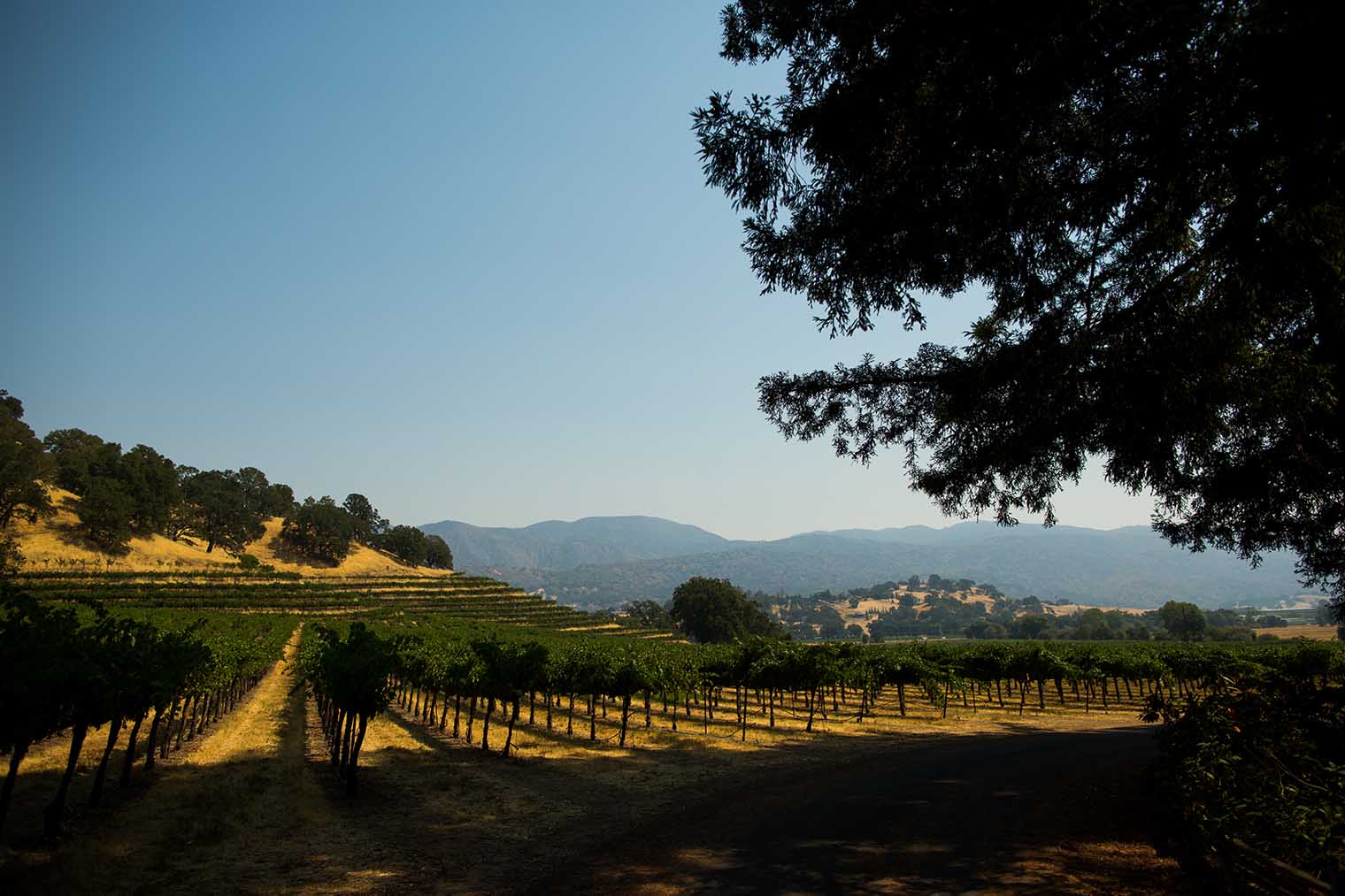 Nelson Family Vineyards Wedding
